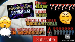 Oscillatoria how look in microscope for details link in description  subscribe thank you 😊 [upl. by Aidni]