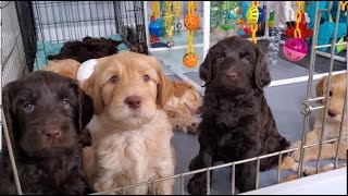 Australian Labradoodle Puppies [upl. by Hally]