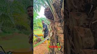 pam oil fol katar kaj reelsvideo agriculturalsystem reelsfb পামবাগান [upl. by Annaeirb998]