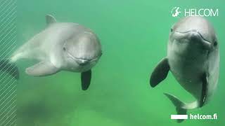 Harbour Porpoises in the Baltic Sea [upl. by Alracal]