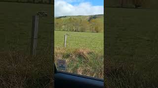 Innocence sheep nature farm farming mountains countryside shorts shortvideo shortvideos [upl. by Koffler]