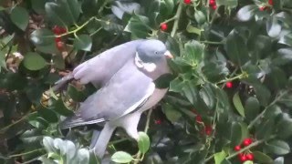 Woodpigeon Eating Red Berry [upl. by Frye91]