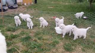 Maremma Pups  Barking [upl. by Christan]