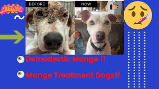 Demodectic mange  Mange treatment dogs  Dog mange treatment [upl. by Aivatnahs]