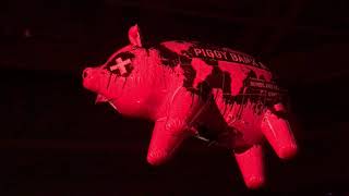 Roger Waters  Pigs Three Different Ones Albany NY [upl. by Ahsaret]