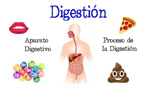 🍎 La Digestión y su Proceso Aparato Digestivo 💩 Fácil y Rápido  BIOLOGÍA [upl. by Gibb]