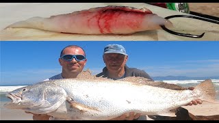 Serious maasbanker and squid bait combination for huge kabeljoukobmulloway [upl. by Yrol]