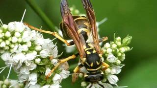 Polistes sp with Xenos vesparum Strepsiptera 1 [upl. by Yragerg498]