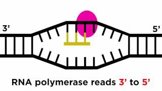 Molecular Biology Session 9 Transcription [upl. by Odiug]