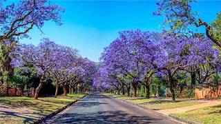 Jacaranda summer is also romantic HD1080p [upl. by Bores]