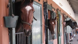 Manejo adecuado de Caballerizas para el bienestar de los Equinos  TvAgro por Juan Gonzalo Angel [upl. by Lucias]