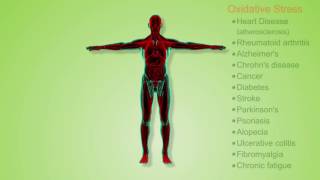 Oxidants and Antioxidants [upl. by Mcmullan]