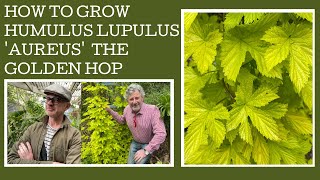 How to grow Humulus lupulus Aureus or the Golden Hop [upl. by Nylesor668]