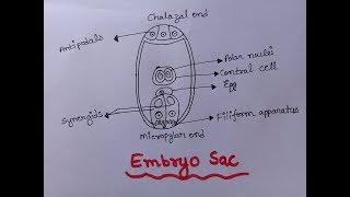 Embryo Sac  Diagram of Embryo Sac Well Labelled  Class 12  Embryo Sac Figure [upl. by Nnaitsirhc]