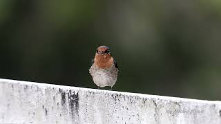 Pacific swallow Hirundo tahitica balcony [upl. by Sunda]