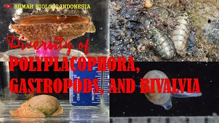 Diversity of Polyplacophora Gastropods and Bivalvia [upl. by Kayle681]