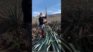 Agave tequila process 🙄 satisfying farming [upl. by Emmons]