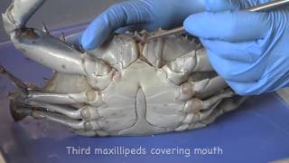 Blue Crab dissection [upl. by Eirallam303]