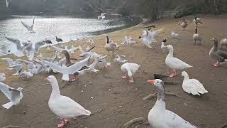 Heaton Park Boating Lake [upl. by Sherry]