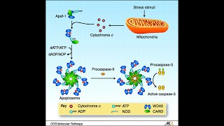 Apoptosis Pathway Intrinsic Pathway Part 2 Apaf1 Apoptosomes and activation of caspases [upl. by Honorine]