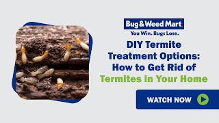 DIY Termite Treatment Options How to get rid of termites in your home [upl. by Oileduab445]