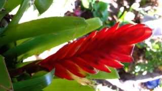 Bromeliad  Vriesea splendens  Flaming Sword  Top 10 Bromeliads HD 04 [upl. by Vena]