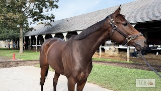 Last Years Champion 3YO Filly Nest To Sell at Fasig Night of the Stars [upl. by Halie]