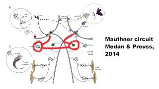 The Mauthner Cell [upl. by Annor]