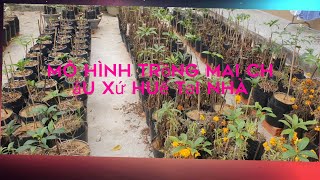 Ben Huế xin chào 5000 aemô hình trồng mai chậu tại nhàchúc ace sớm tìm đúng đam mê [upl. by Onin473]