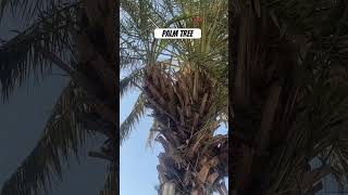 4palm trees in 1music beats dnb phonk remix palmtreetree [upl. by Vanzant496]