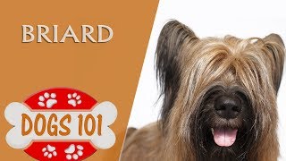 Dogs 101  BRIARD  Top Dog Facts About the BRIARD [upl. by Adam]