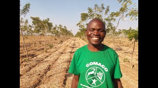 Gliricidia Sepium  Farmers Tell Their Stories [upl. by Annis]