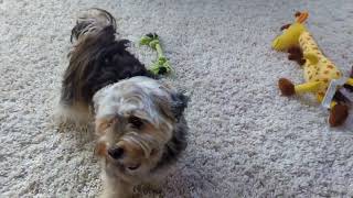 Cute morkie barking [upl. by Elleiand]