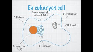 Cellteorin Biologi 2 [upl. by Tamarah]