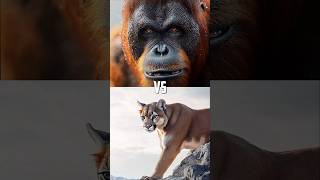 Primates vs Cats [upl. by Aylad]