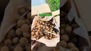 Longan Fruit Tree Florida GrowInnHomes GrowFood [upl. by Ansaev91]