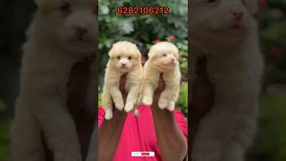 Pomeranian puppies sale  pom for sale  Spitz sale kerala  home delivery available  pom sale pet [upl. by Ahsha]