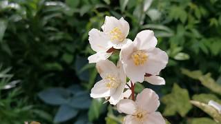 Most fragrant plants of my British garden Philadelphus the Mock Orange care and cultivation in UK [upl. by Vocaay]