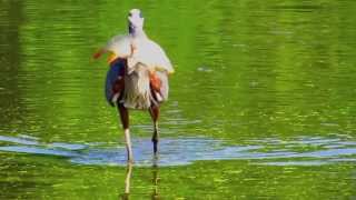 Great Blue Heron Swallowing Carp [upl. by Aleuname]