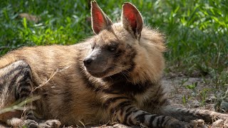 Enigmatic Night Wanderers Discover the Secrets of the Striped Hyena with Nature Sounds in 4K [upl. by Ahtabat493]