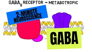 2Minute Neuroscience GABA [upl. by Slohcin415]