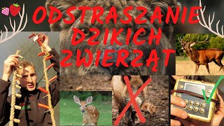 ODSTRASZANIE ZWIERZĄT Moje sposoby Pastuch petardy zapach dźwięk Guard Effect najlepszy VLOG5 [upl. by Maloy]