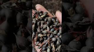 How to Grow Agarwood  Oud  Grow Alternative Crops amp Earn Profit  Agarwood Cultivation [upl. by Mayram]