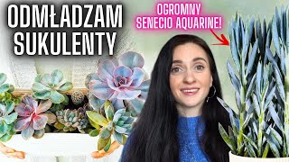 Odmładzam sukulenty 🌵Ogromny Senecio Aquarine 🪴🌱Roślinki Gosi 🌱 Gosia i Miłosz [upl. by Ailito758]