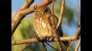 El Canto de la Aurora Glaucidium Brasilianum [upl. by Helm180]