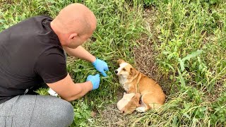 Heartwarming Rescue amp Adoption of Abandoned Mama Dog and Her Babies [upl. by Mcgurn]