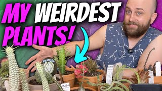 13 Seriously WEIRD Plants in my Collection  Chatty Plant Pot Up  Show amp Tell [upl. by Horowitz]