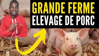 Ensemble visitons une de nos GRANDE FERME dELEVAGE DE PORCS investir au pays en élevage des porcs [upl. by Yajiv]