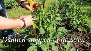 Dahlien stoppen  pinzieren für mehr Blüten Topping [upl. by Bellanca428]