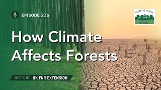 How Changes to Climate Affect Our Forests  From the Woods Today  Episode 216 [upl. by Yna]